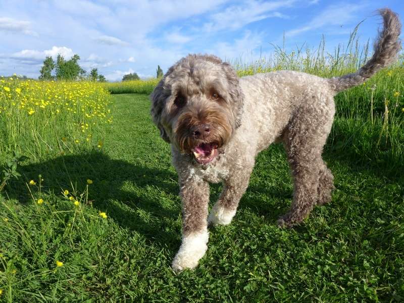 Portugiesischer Wasserhund 21 Portugiesischer Wasserhund (Cão de água português) kaufen