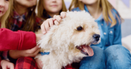 Welche Hunde und Kinder passen