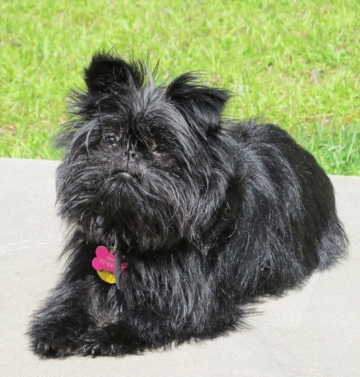 affenpinscher