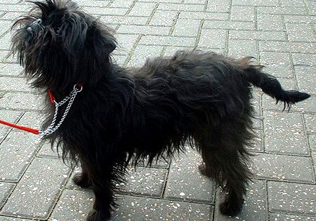 affenpinscher hund