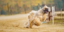 afghanischer windhund