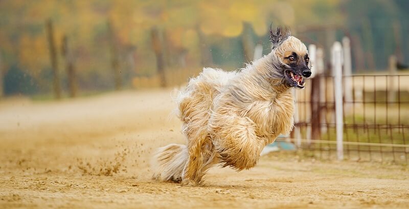 afghanischer windhund afghanischer windhund