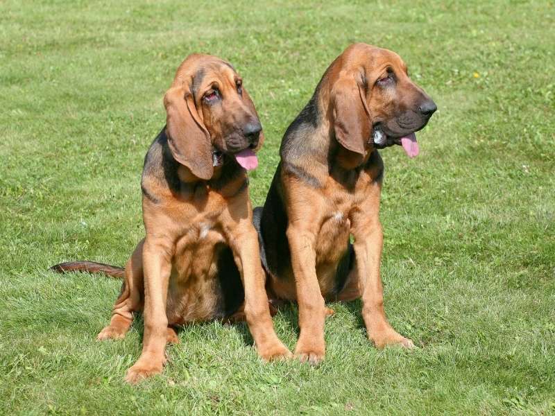 bloodhound erziehung bloodhound erziehung