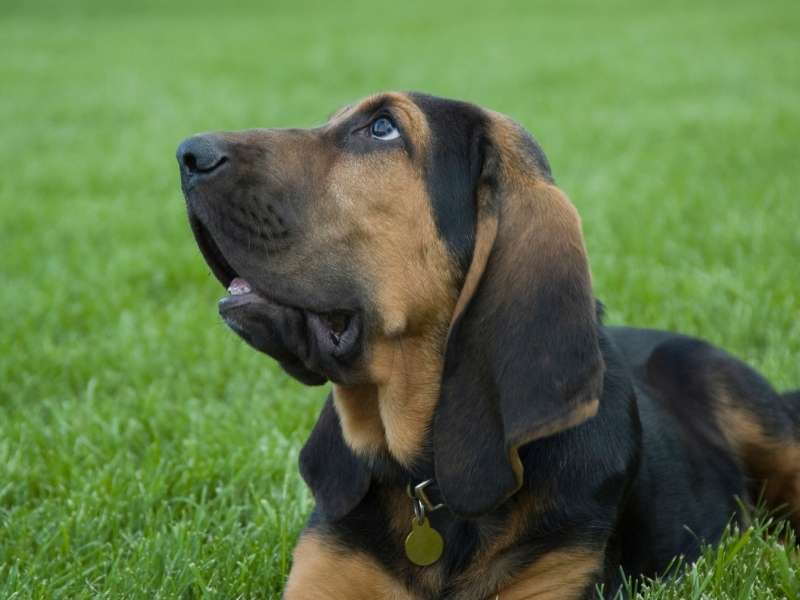 bloodhound größe
