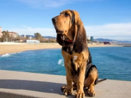 bloodhound kaufen