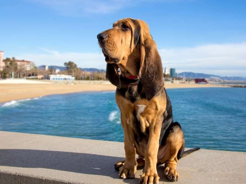 Bloodhound bloodhound kaufen