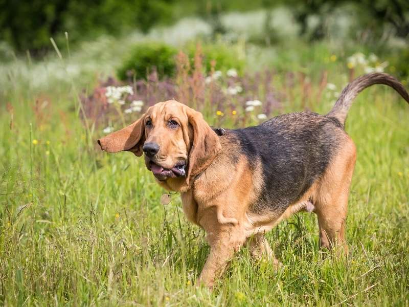 bloodhound welpen bloodhound welpen