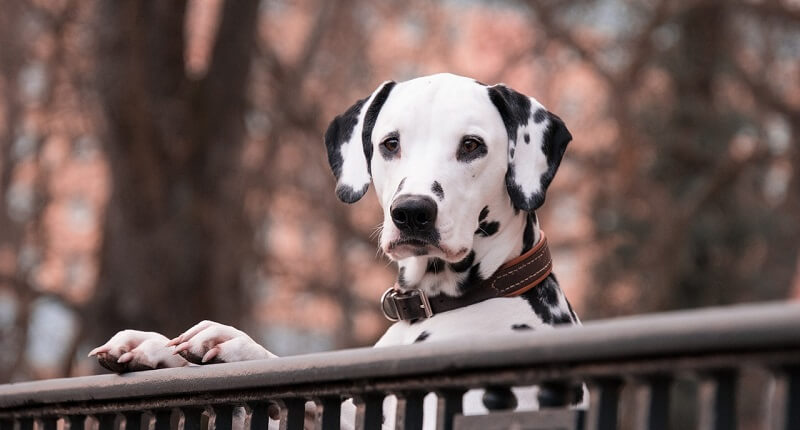 Hunde mit langen Ohren - Rassen, Pflege, Vorteile und Nachteile! 6 dalmatiner hund mit großen ohren