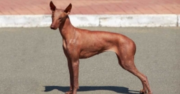 peruanischer nackthund