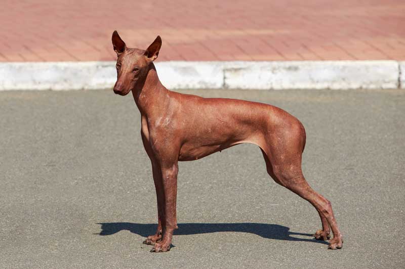 peruanischer nackhund - Hunde ohne Fell