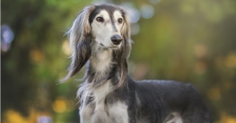 windhund hund mit langen ohren