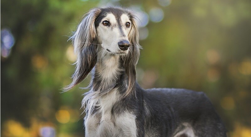 Hunde mit langen Ohren - Rassen, Pflege, Vorteile und Nachteile! 5 windhund hund mit langen ohren