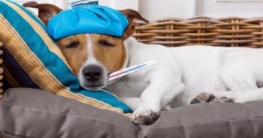 Fieber bei Hunden