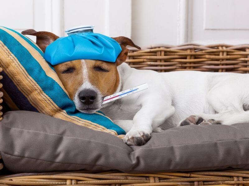 Fieber bei Hunden