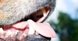 Hund stinkt aus dem Maul