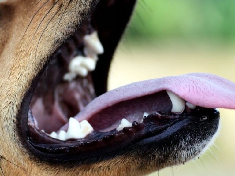 Hund Tropft Aus Dem Maul Einseitig Hund stinkt aus dem Maul - Ursachen und Behandlung