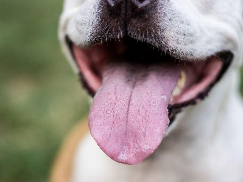 Hund stinkt aus dem Maul nach Verwesung