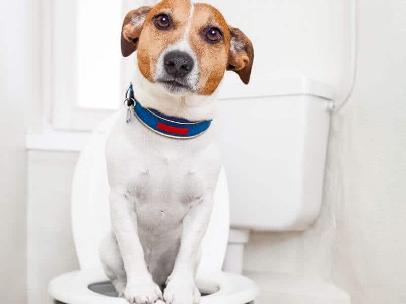 Hund stubenrein bekommen Hund stubenrein bekommen