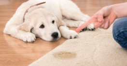 Hunde stubenrein machen