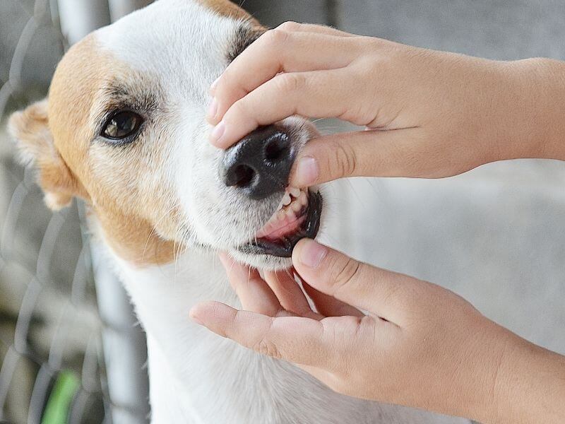 Mein Hund stinkt aus dem Maul