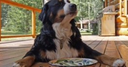 Was dürfen Hunde essen_ - Liste