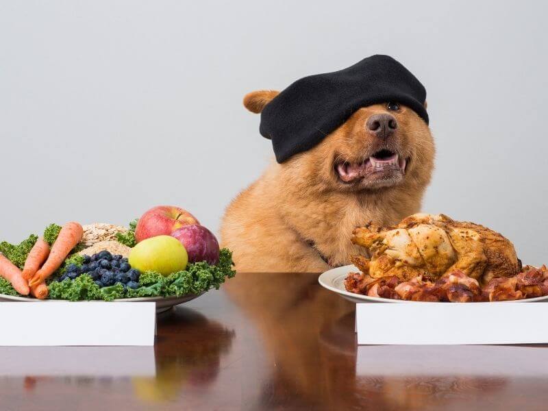Was dürfen Hunde nicht essen?