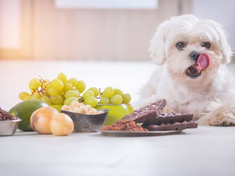 Was ist für Hunde giftig