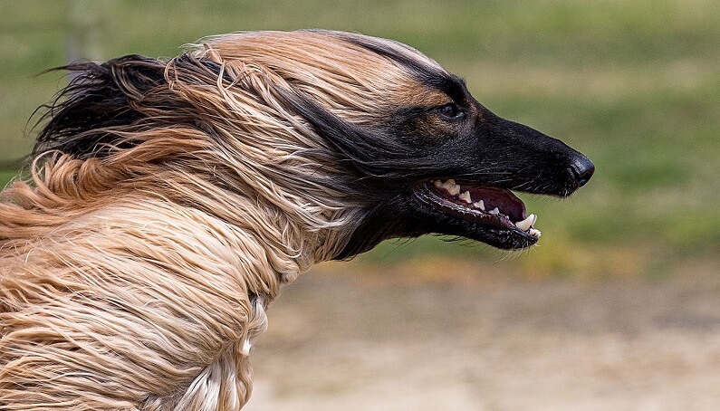 afghanischen windhund kaufen afghanischen windhund kaufen