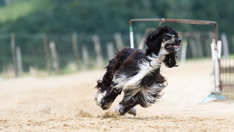 afghanischer windhund kosten afghanischer windhund kosten