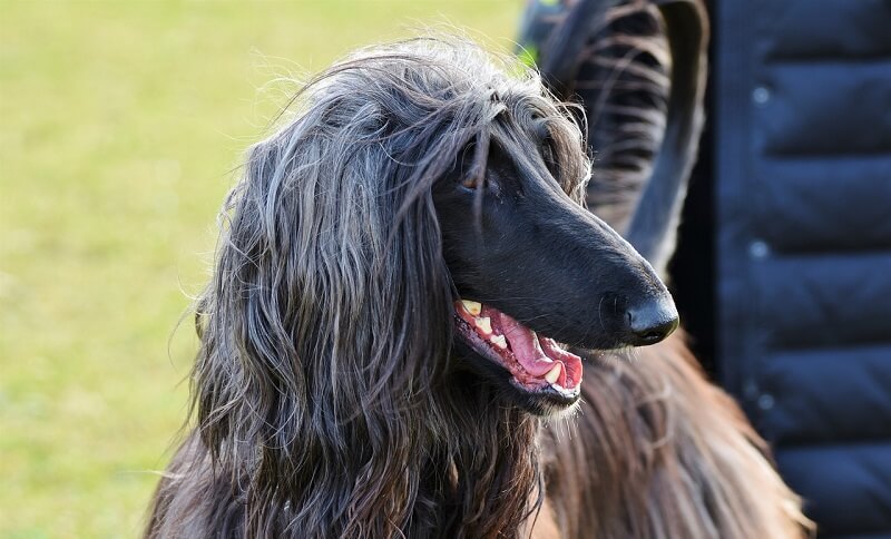 afghanischer windhund pflege afghanischer windhund pflege