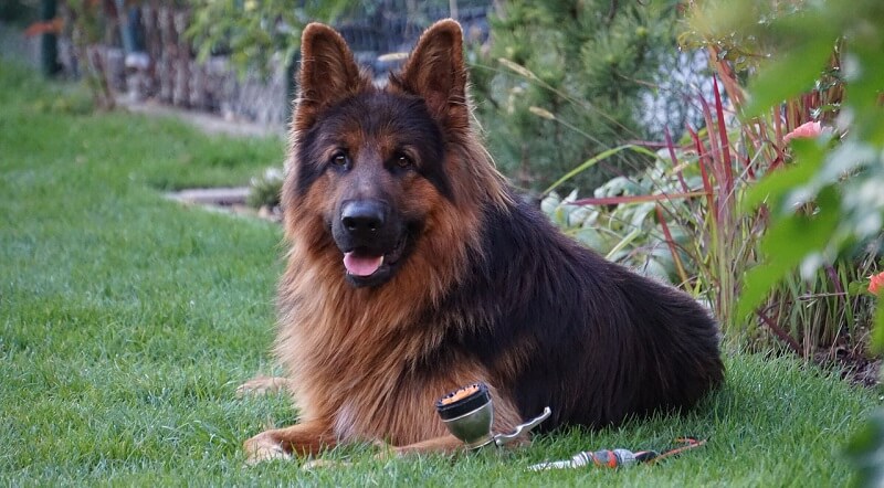 altdeutscher schaeferhund auslauf