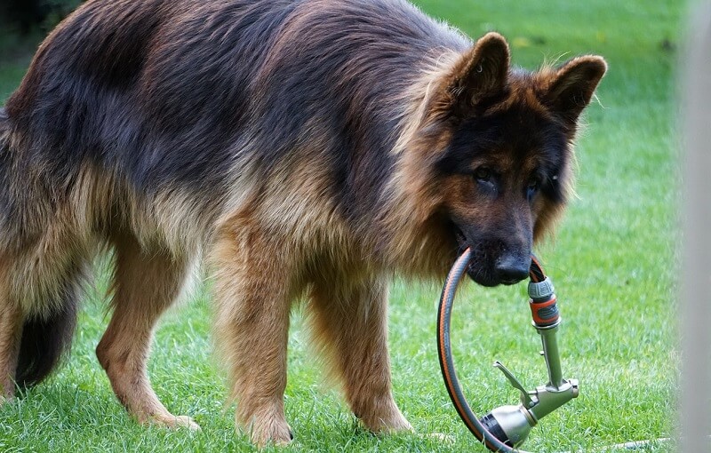 altdeutscher schaeferhund kosten