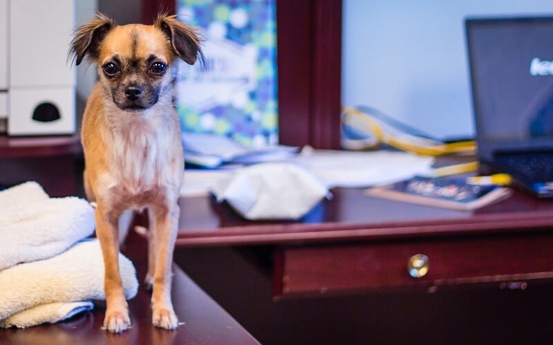 Welcher Hund passt zu mir? 4 hund für Berufstätige