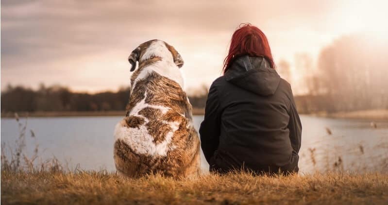 Hunderasse für Anfänger welcher hund passt zu mir