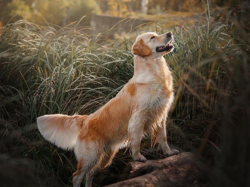 Golden Retriever 20 Golden Retriever charakter