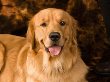 Golden Retriever größe