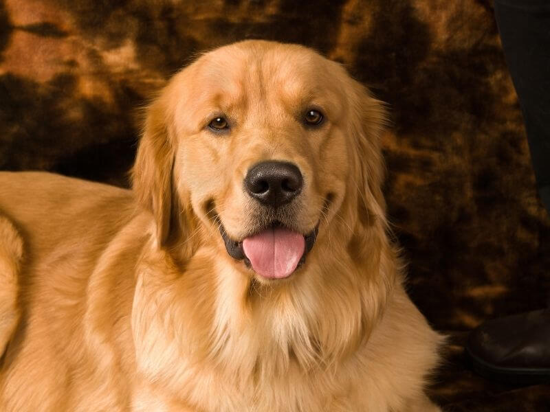 Golden Retriever größe