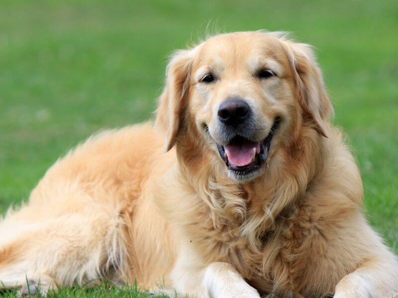 Golden Retriever 21 Golden Retriever kaufen
