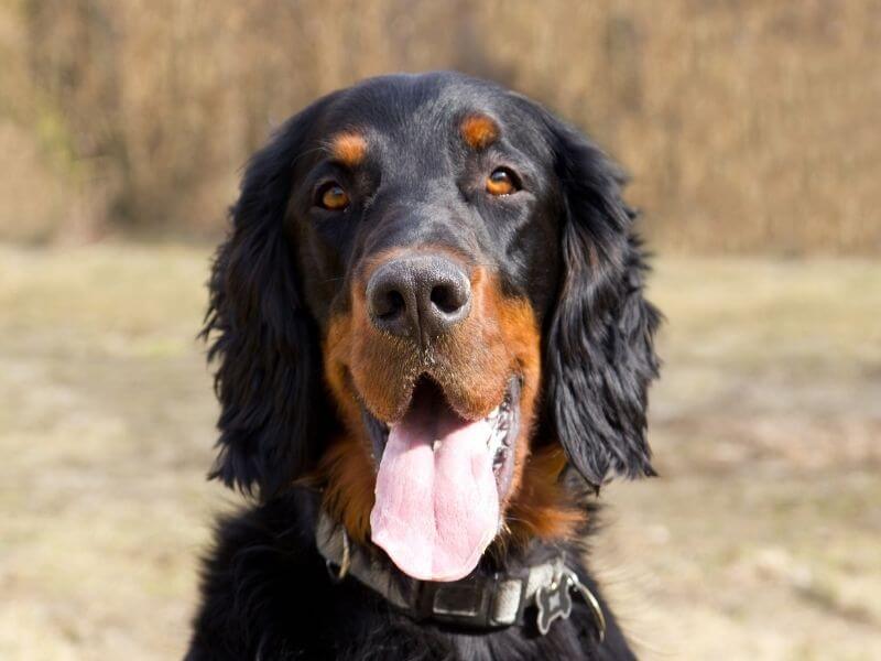 Gordon Setter 19 Gordon Setter charakter