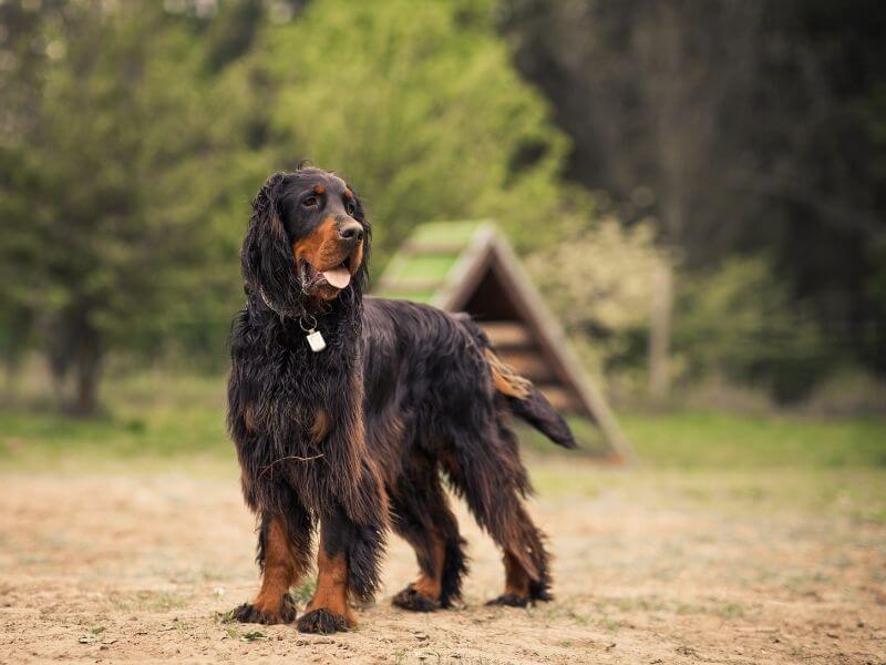 Gordon Setter erziehung