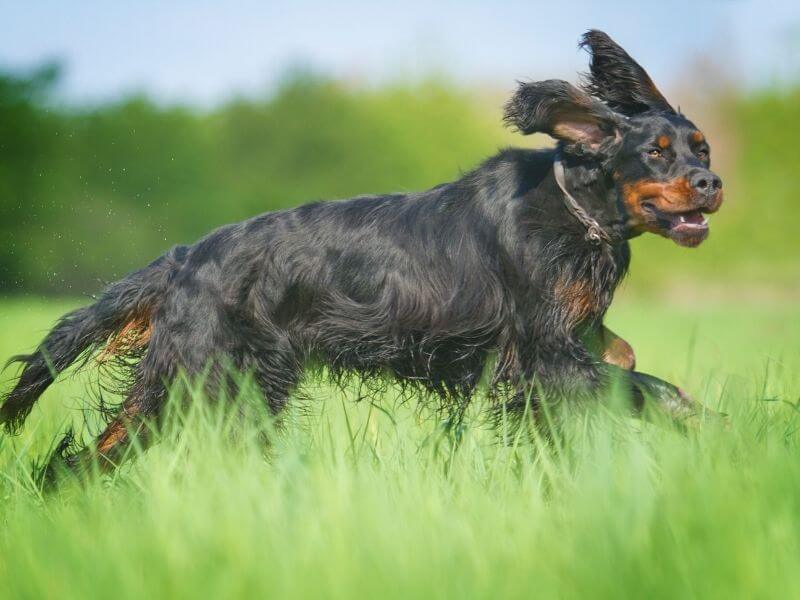 Gordon Setter größe