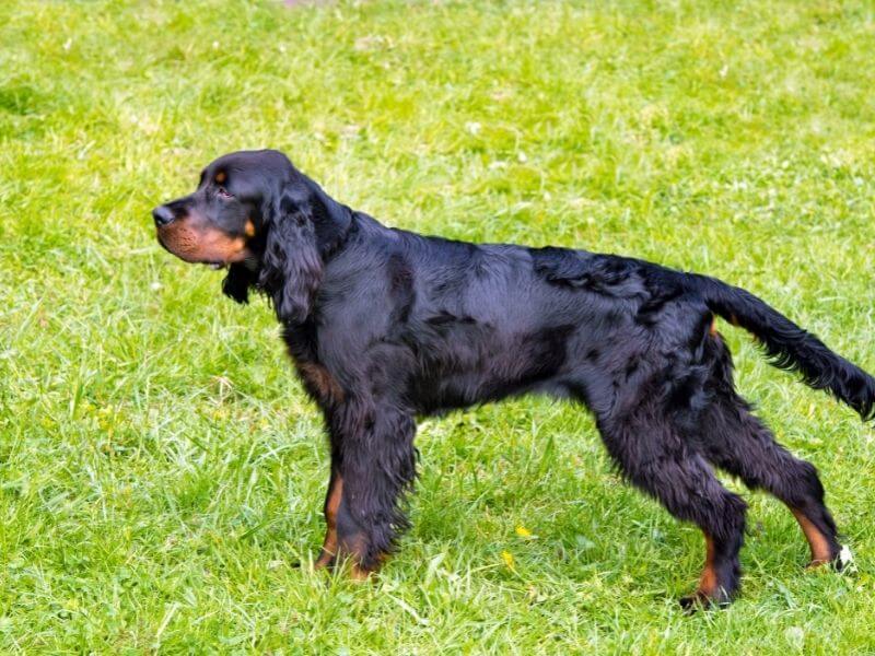 Gordon Setter 22 Gordon Setter welpen