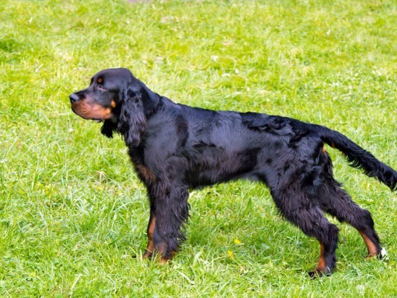 Gordon Setter welpen