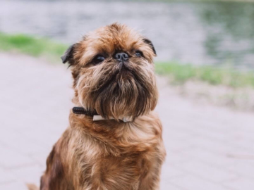 Griffon Bruxellois charakter