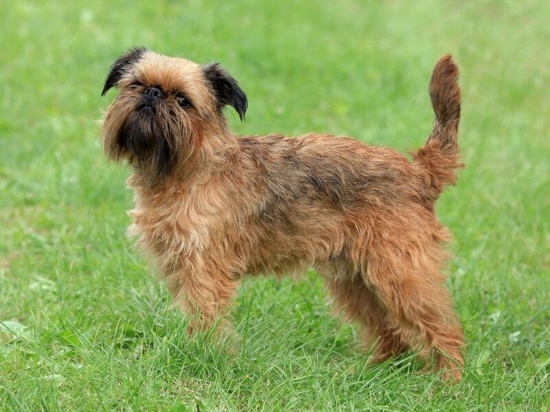 Griffon Bruxellois 20 Griffon Bruxellois kaufen