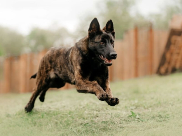 Holländischer Schäferhund charakter