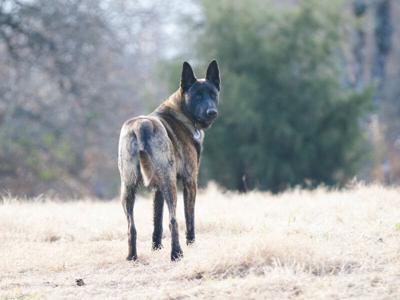 Holländischer Schäferhund größe