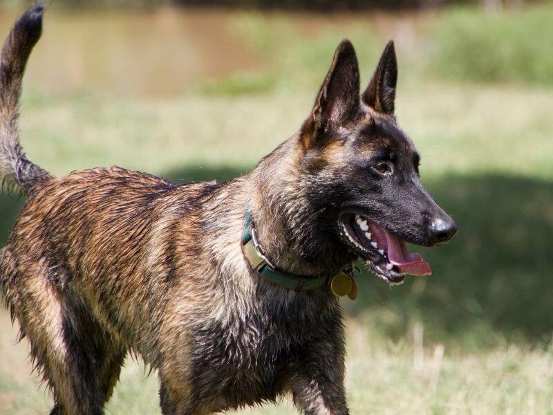 Holländischer Schäferhund kaufen