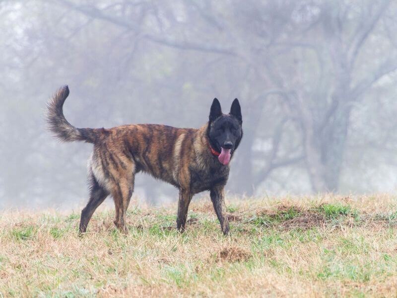 Holländischer Schäferhund welpen