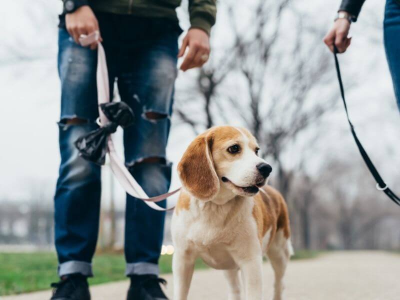 Hund an Leine gewöhnen